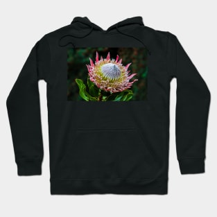 King Protea in Flower Hoodie